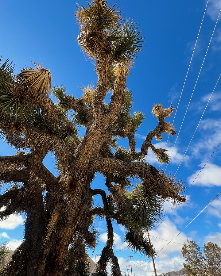 Tapis vintage authentique Atlas marocain teintures naturelles